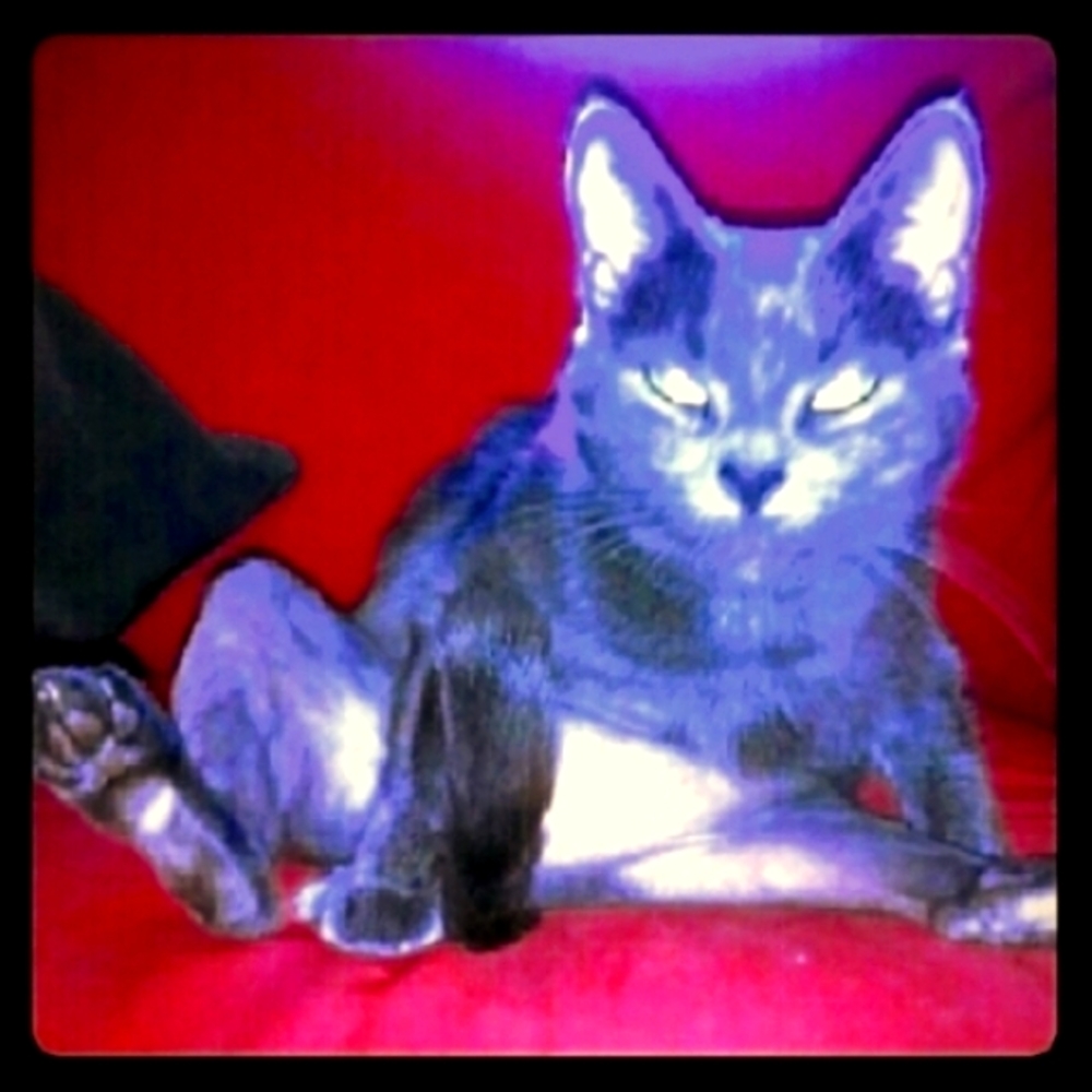 I keep my human awake all night. How you doin'?